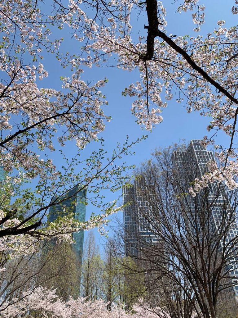 A beautiful contrast of soft pink cherry blossoms against a clear blue sky.