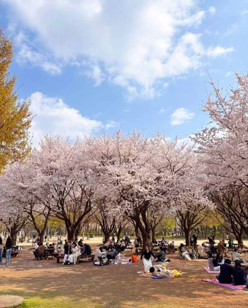 A cozy picnic setting with flowers and a lunchbox under the cherry trees.