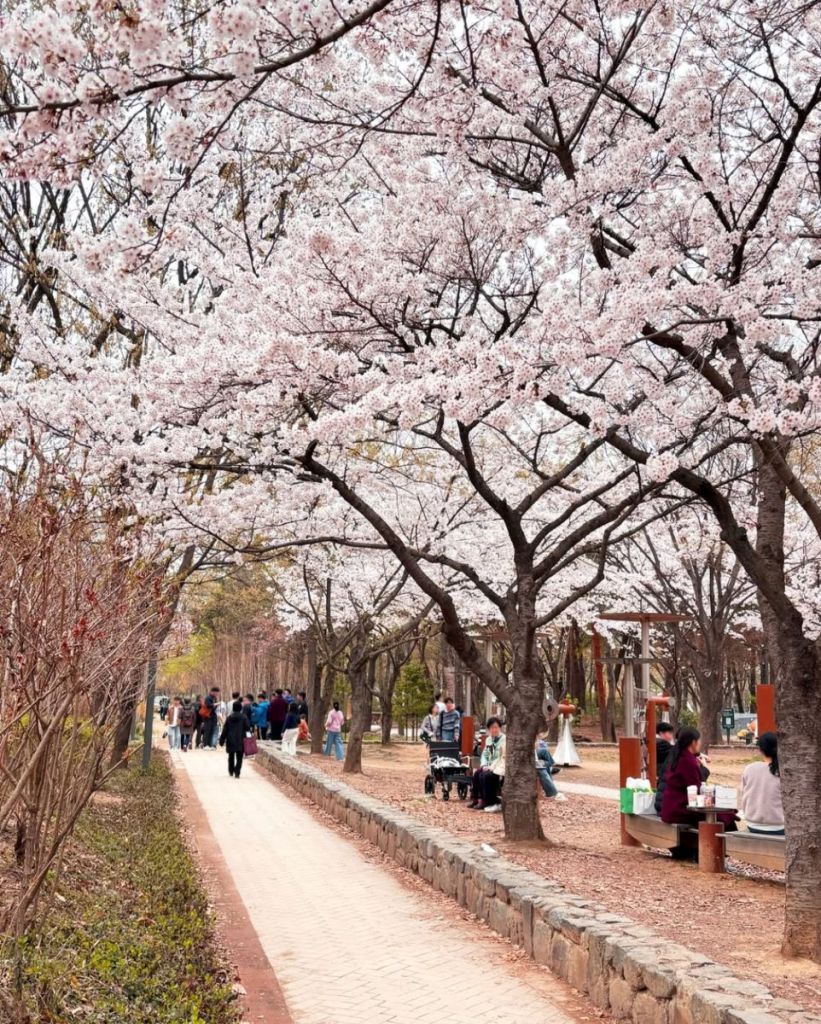 A breathtaking view of the cherry blossom tunnel in Seoul Forest.