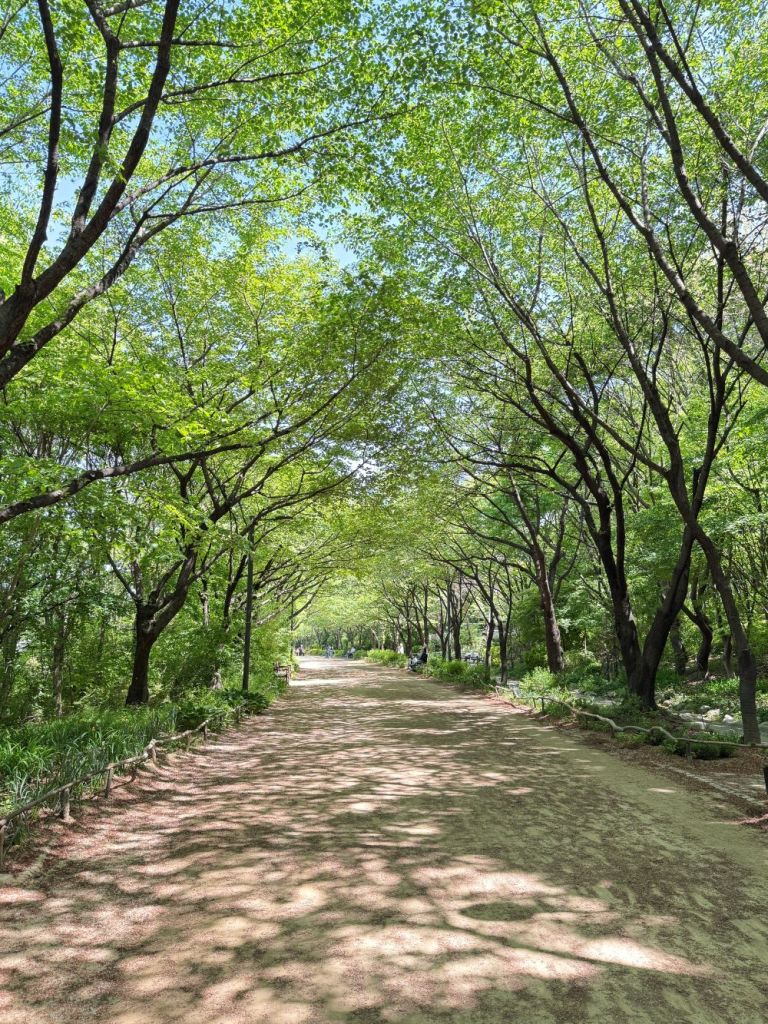 A vibrant and fresh view of Seoul Forest as it transitions from pink to green.